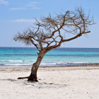 beachtree